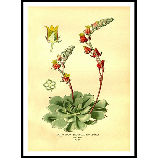 Vintage Flower - 108, A New Print Of a Vintage Flower Poster