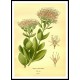 Vintage Flower - 109, A New Print Of a Vintage Flower Poster