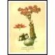 Vintage Flower - 111, A New Print Of a Vintage Flower Poster