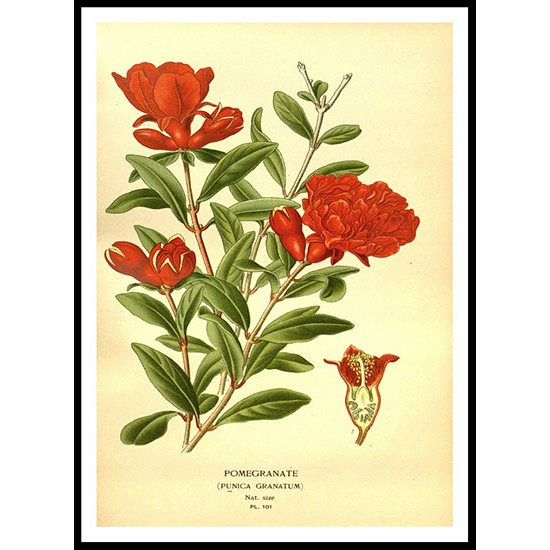 Vintage Flower - 113, A New Print Of a Vintage Flower Poster