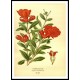 Vintage Flower - 113, A New Print Of a Vintage Flower Poster