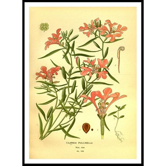 Vintage Flower - 115, A New Print Of a Vintage Flower Poster