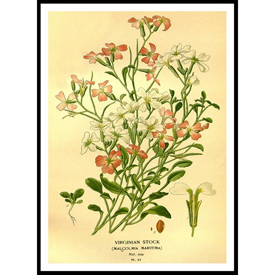 Vintage Flower - 117, A New Print Of a Vintage Flower Poster