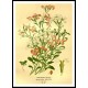 Vintage Flower - 117, A New Print Of a Vintage Flower Poster