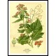 Vintage Flower - 118, A New Print Of a Vintage Flower Poster