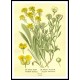 Vintage Flower - 119, A New Print Of a Vintage Flower Poster