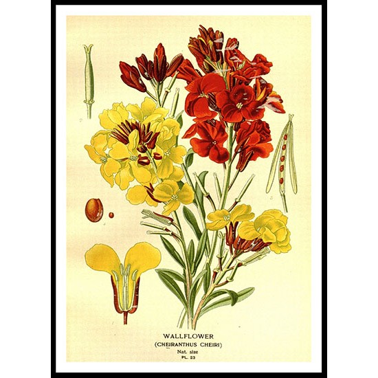 Vintage Flower - 121, A New Print Of a Vintage Flower Poster