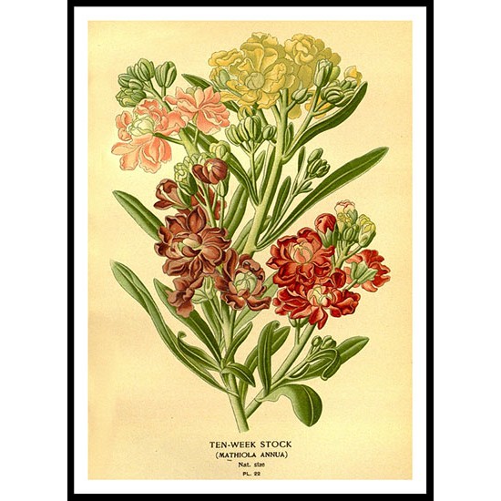 Vintage Flower - 122, A New Print Of a Vintage Flower Poster