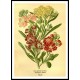 Vintage Flower - 122, A New Print Of a Vintage Flower Poster