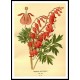 Vintage Flower - 123, A New Print Of a Vintage Flower Poster