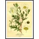 Vintage Flower - 124, A New Print Of a Vintage Flower Poster