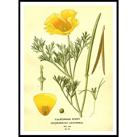 Vintage Flower - 125, A New Print Of a Vintage Flower Poster