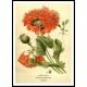 Vintage Flower - 126, A New Print Of a Vintage Flower Poster