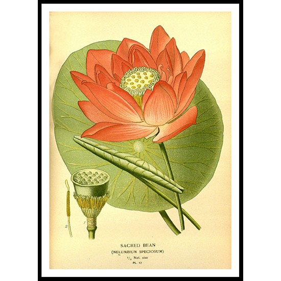 Vintage Flower - 127, A New Print Of a Vintage Flower Poster