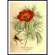 Vintage Flower - 128, A New Print Of a Vintage Flower Poster