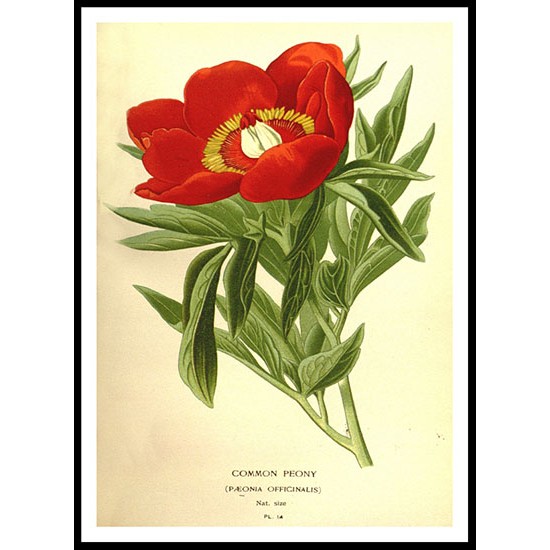 Vintage Flower - 129, A New Print Of a Vintage Flower Poster