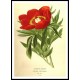 Vintage Flower - 129, A New Print Of a Vintage Flower Poster