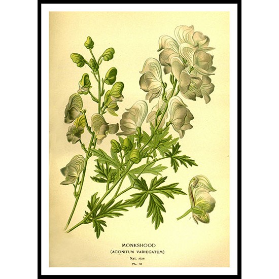 Vintage Flower - 130, A New Print Of a Vintage Flower Poster