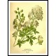 Vintage Flower - 130, A New Print Of a Vintage Flower Poster