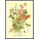 Vintage Flower - 132, A New Print Of a Vintage Flower Poster