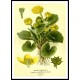 Vintage Flower - 133, A New Print Of a Vintage Flower Poster