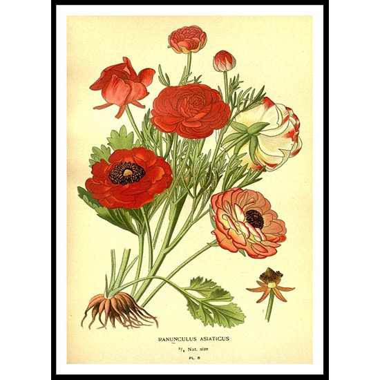 Vintage Flower - 134, A New Print Of a Vintage Flower Poster