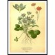 Vintage Flower - 135, A New Print Of a Vintage Flower Poster