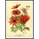 Vintage Flower - 136, A New Print Of a Vintage Flower Poster