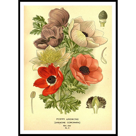 Vintage Flower - 137, A New Print Of a Vintage Flower Poster