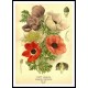 Vintage Flower - 137, A New Print Of a Vintage Flower Poster