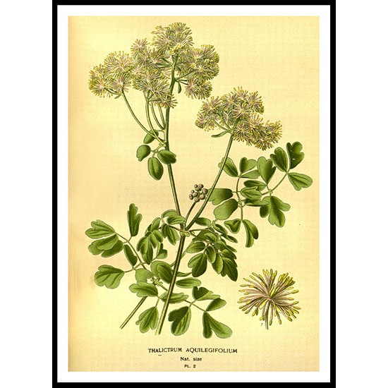 Vintage Flower - 138, A New Print Of a Vintage Flower Poster