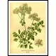 Vintage Flower - 138, A New Print Of a Vintage Flower Poster