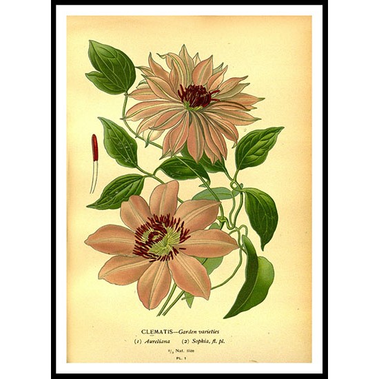 Vintage Flower - 139, A New Print Of a Vintage Flower Poster