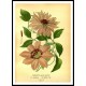 Vintage Flower - 139, A New Print Of a Vintage Flower Poster