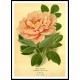 Vintage Flower - 140, A New Print Of a Vintage Flower Poster