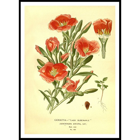 Vintage Flower - 142, A New Print Of a Vintage Flower Poster Vintage Flower - 142, A New Print Of a Vintage Flower Poster