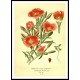 Vintage Flower - 142, A New Print Of a Vintage Flower Poster Vintage Flower - 142, A New Print Of a Vintage Flower Poster