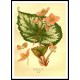 Vintage Flower - 143, A New Print Of a Vintage Flower Poster