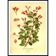 Vintage Flower - 144, A New Print Of a Vintage Flower Poster