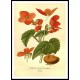 Vintage Flower - 145, A New Print Of a Vintage Flower Poster