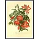 Vintage Flower - 148, A New Print Of a Vintage Flower Poster