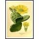 Vintage Flower - 149, A New Print Of a Vintage Flower Poster