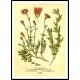 Vintage Flower - 150, A New Print Of a Vintage Flower Poster