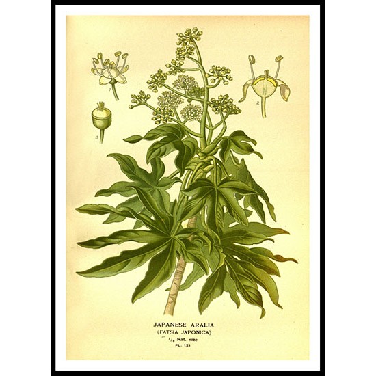 Vintage Flower - 151, A New Print Of a Vintage Flower Poster