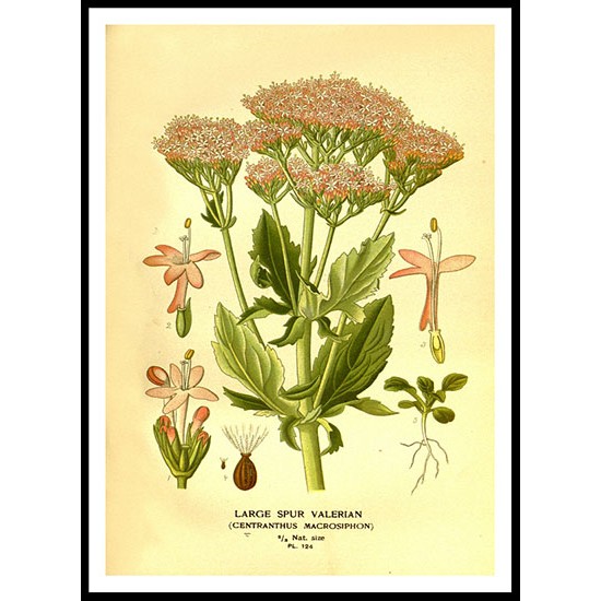 Vintage Flower - 153, A New Print Of a Vintage Flower Poster