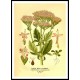 Vintage Flower - 153, A New Print Of a Vintage Flower Poster