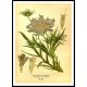 Vintage Flower - 154, A New Print Of a Vintage Flower Poster