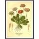 Vintage Flower - 155, A New Print Of a Vintage Flower Poster