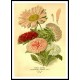 Vintage Flower - 156, A New Print Of a Vintage Flower Poster