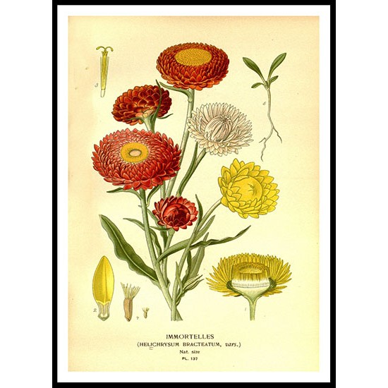 Vintage Flower - 157, A New Print Of a Vintage Flower Poster